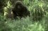 poster-23322-apes-a-project-of-the-conservation-trust-gorilla-vs-panda-68x45