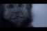 poster-23737-operation-smile-anti-exclusion-stay-apes-68x45