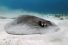 poster-23745-jose-cuervo-stingray-wingman-68x45