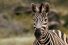 poster-23746-jose-cuervo-zebra-chat-up-68x45