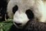 poster-23747-jose-cuervo-pandas-eat-cold-takeaway-68x45