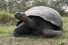 poster-23748-jose-cuervo-tortoise-in-the-doghouse-68x45