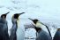 poster-23749-jose-cuervo-penguins-go-clubbing-68x45