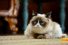 poster-23801-friskies-will-kitty-play-with-it-68x45
