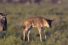 poster-23821-national-geographic-nat-geo-wild-gnu-68x45