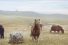 poster-23836-three-the-pony-at-christmas-68x45