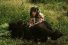 poster-24257-tipp-ex-a-hunter-tickles-a-bear-68x45