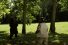 poster-24258-tipp-ex-a-hunter-plays-football-with-a-bear-68x45