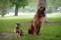 poster-24450-protection-animaux-adoption-the-people-park-68x45