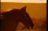 poster-24537-a-a-s-asociacion-de-amigos-de-la-salud-anti-tabac-espagne-le-cheval-marlboro-68x45