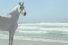 poster-24624-indie-junior-horse-68x45