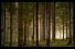 poster-2465-posten-deforestation-amoureuse-68x45