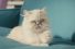 poster-24736-ypf-serviclub-gato-68x45