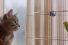poster-24799-freeview-cat-and-budgie-love-68x45