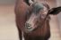 poster-24854-doritos-goat-4-sale-68x45
