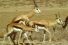 poster-24863-peta-do-it-like-they-do-68x45