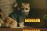 poster-24904-givethemten-org-scooter-the-neutered-cat-68x45
