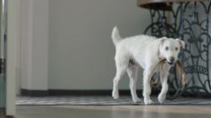 poster-24978-volkswagen-le-chien-236x132