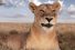 poster-25109-canalsat-canalsat-a-la-demande-pourquoi-la-lionne-se-rebelle-68x45