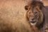 poster-25113-canalsat-canalsat-a-la-demande-la-lionne-charme-68x45