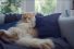poster-25295-telefonica-o2-bemoredog-com-be-more-dog-68x45