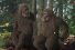 poster-25395-colorado-lottery-powerball-big-foot-68x45