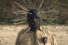 poster-25434-crac-le-ballon-68x45