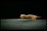poster-25447-shera-shera-ceiling-boards-shakespearean-gecko-68x45