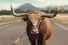 poster-25451-lincoln-mkc-bull-68x45