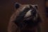 poster-25459-schneider-electric-raccoon-dance-party-68x45