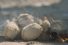 poster-25514-act-now-contre-la-guerre-en-syrie-in-reverse-68x45