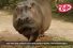 poster-25535-kit-kat-hippopotame-beat-box-68x45