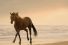 poster-25550-strongbow-hard-apple-cider-slow-motion-horse-68x45