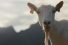 poster-25567-tine-geitost-goat-68x45