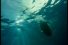 poster-2785-nordsee-shark-68x45