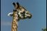 poster-2920-swissinfo-swissinfo-org-girafe-68x45