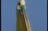 poster-2923-swissinfo-swissinfo-org-pelican-68x45