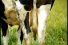 poster-3109-reckitt-benckisser-fogo-insecticide-cow-68x45
