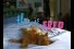poster-3683-whiskas-fred-le-chat-68x45