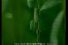 poster-3707-unif-green-tea-worms-68x45