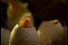 poster-378-mistine-force-la-tortue-68x45