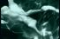 poster-4122-aol-la-piscine-68x45