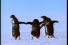 poster-4236-verkade-biscuit-pingouin-les-pingouins-68x45