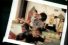 poster-4263-pampers-baby-dry-le-petit-leo-68x45