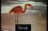 poster-4347-soho-black-cherry-flamands-roses-68x45