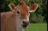 poster-4382-anchor-beurre-lucky-cows-68x45