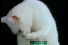 poster-4408-kattomeat-cat-queue-68x45
