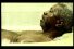 poster-452-canine-equipment-bath-time-68x45