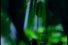 poster-4610-thomson-televiseur-le-langage-de-la-foret-68x45