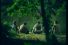 poster-4675-coeur-de-lion-camembert-comme-un-arbre-68x45